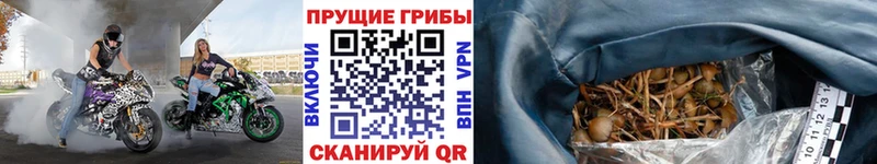 Псилоцибиновые грибы GOLDEN TEACHER Керчь